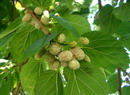 white mulberry